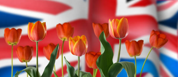 istock image festive flowers on England flag background 1154985274