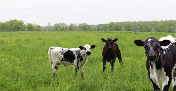 istock Calves playing in the pasture on a misty spring day 1154985481
