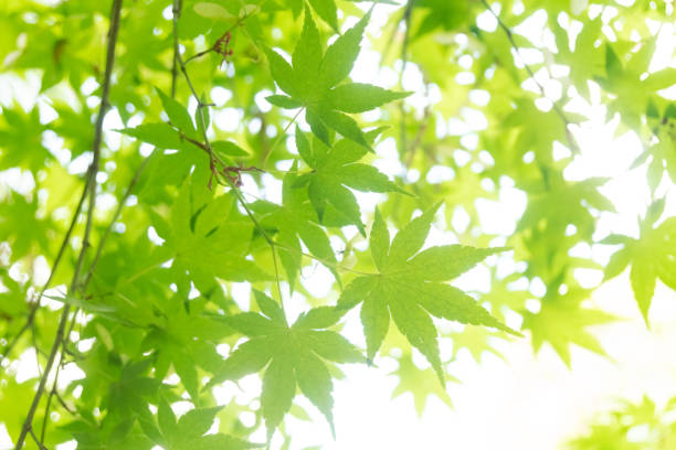 istock Japanese maple foliage, green in spring 1154985814