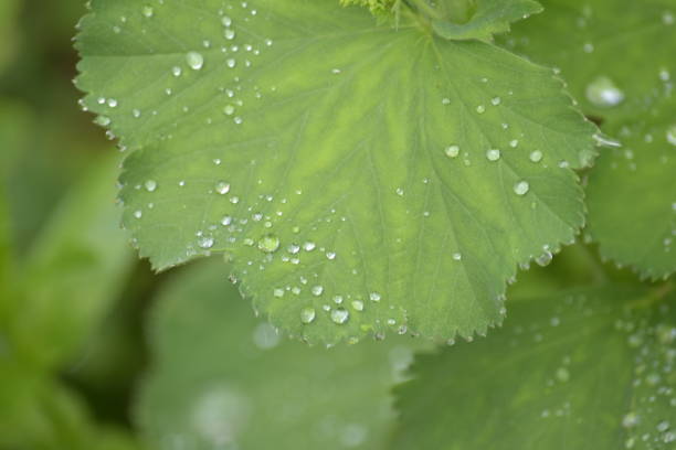 istock Raindrops on Alchmilla mollis or Lady's mantle leaves 1154986071
