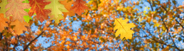 istock image of autumn trees in a park closeup 1154986909
