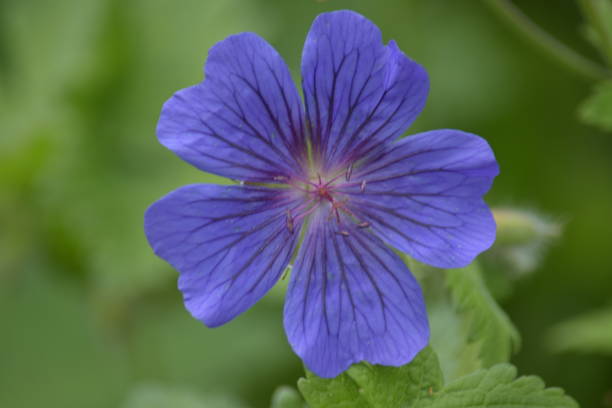 istock Blue geranium flower on a green background 1154987034