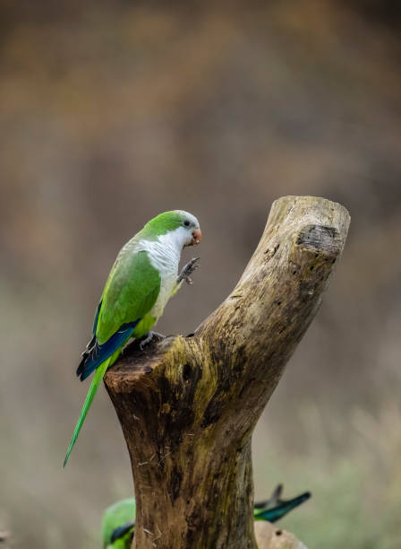 istock MONK PARAKEET EATING WILD FRUITS 1154988473