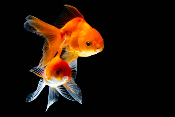 Goldfish Beautiful goldfish in a black background. gold fish tank stock pictures, royalty-free photos & images