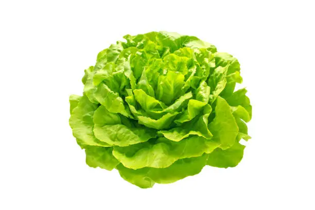 Green trocadero lettuce salad head isolated on white