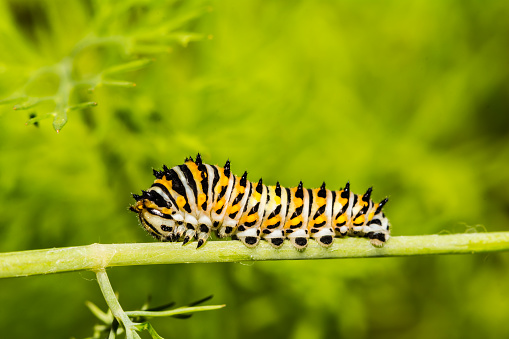 A close up of a Black Swallowtail Caterpillar on Dill in the garden.