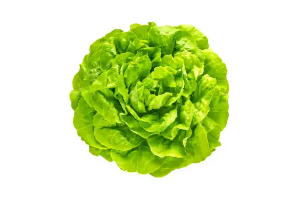 Green trocadero lettuce salad head top view isolated on white