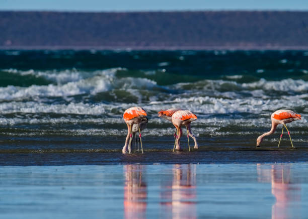 istock Chilean flamingo 1154990487