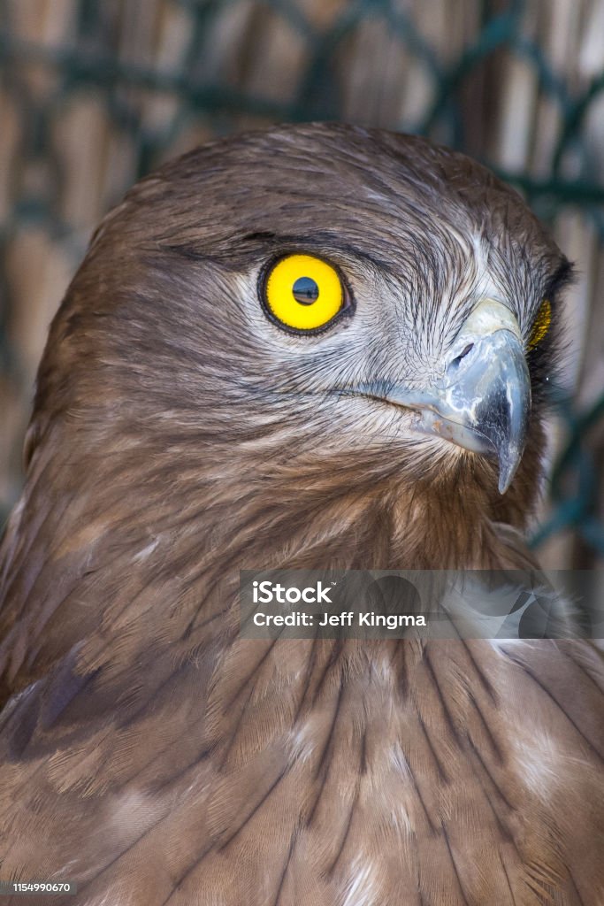 The short-toed snake eagle (Circaetus gallicus), also known as short-toed eagle close up showing off crisp, clear, yellow eye. and feather detail. Accipitridae Stock Photo