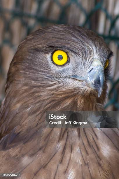 The Shorttoed Snake Eagle Also Known As Shorttoed Eagle Close Up Showing Off Crisp Clear Yellow Eye And Feather Detail Stock Photo - Download Image Now