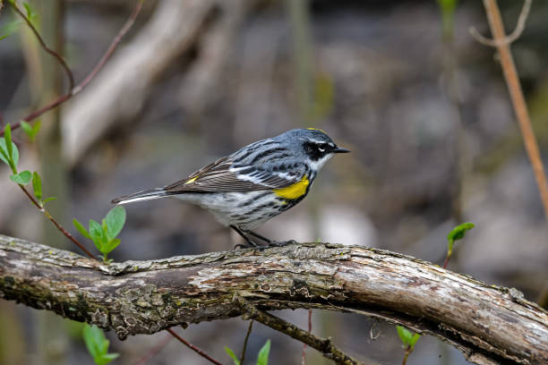 istock Yellow-rumped warbler or Setophaga coronata in dense brush. 1154990837