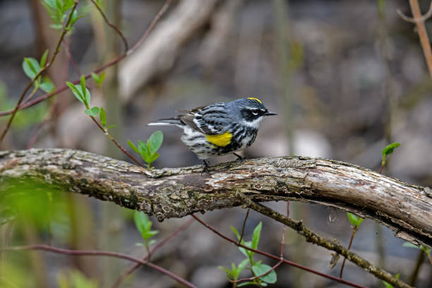 istock Yellow-rumped warbler or Setophaga coronata in dense brush. 1154990856