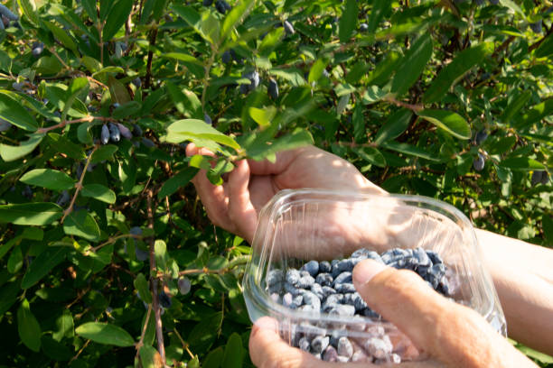 istock hands of a man picking honeysuckle berries 1154992148