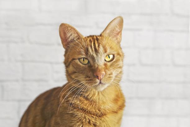 istock Cute ginger cat looking curious to the camera. 1154992285