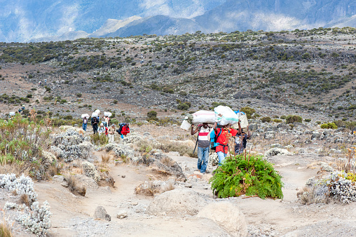 Local porter, and tourists climbing Mount Kilimanjaro, Tanzania. Location: Track between Shira Hut and Barranco Plateau, Machame Route.