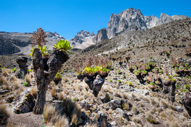 istock Summit of Mount Kenya with giant senecio 1154993644