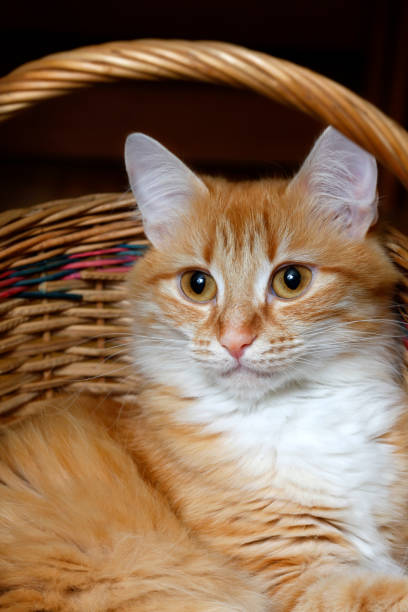 istock Red cat sitting in a wicker basket 1154993677