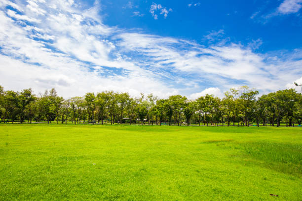 istock Idyllic nature green meadow with tree in city public park 1154993981