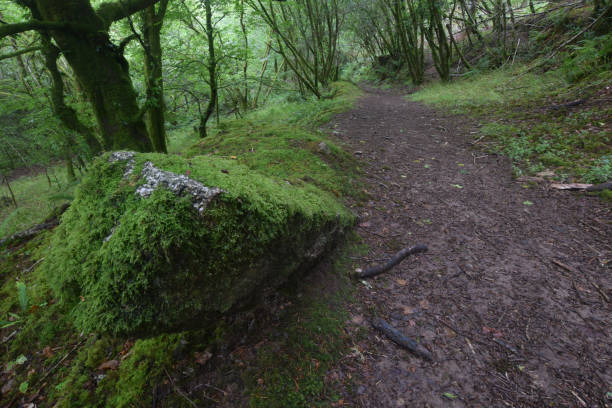 추기경은 보드 민 무어 - bodmin moor 뉴스 사진 이미지