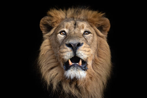 portrait d’un lion asiatique - lion mane strength male animal photos et images de collection