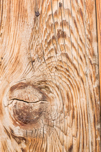 Macro of Weathered Cedar Wood Texture Background.