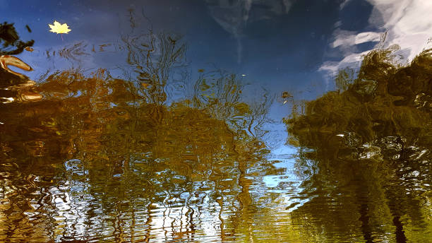 istock Lonely yellow maple leaf is floating in lake with blurry reflection of fall landscape in smooth wavy water surface. Autumn trees and blue sky with white clouds are defocused reflected in pond water. 1154996954