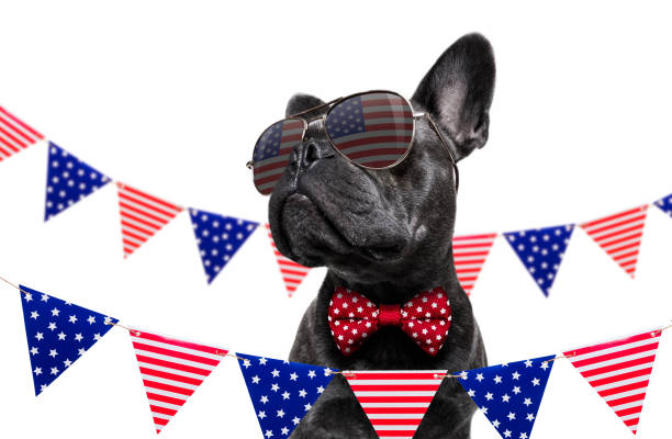 istock independence day 4th of july dog 1154998053