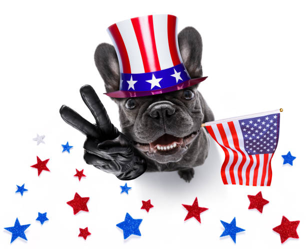 istock independence day 4th of july dog 1154998083