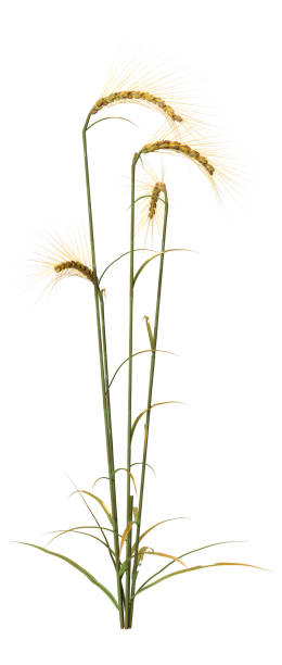 istock 3D illustration wheat plants on white 1154998114