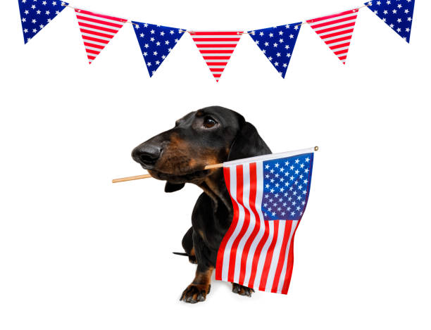 istock independence day 4th of july dog 1154998166