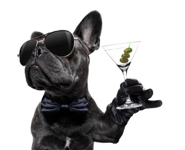 cool drunk french bulldog  dog cheering a toast with martini cocktail drink , looking up to owner ,   isolated on white background