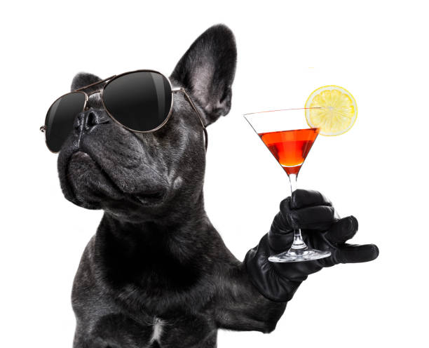 cão bêbedo que bebe um cocktail - copo pequeno para bebida alcoólica - fotografias e filmes do acervo