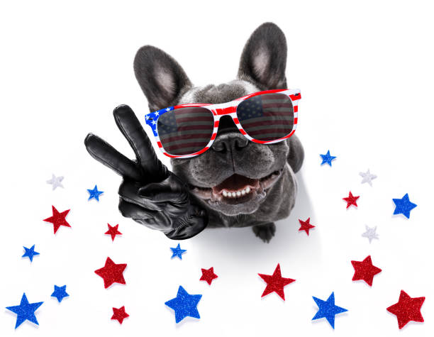 istock independence day 4th of july dog 1154998415