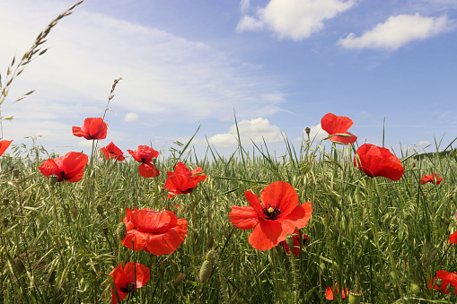 red poppy blossoms growing in a grain field in front of blue and white sky