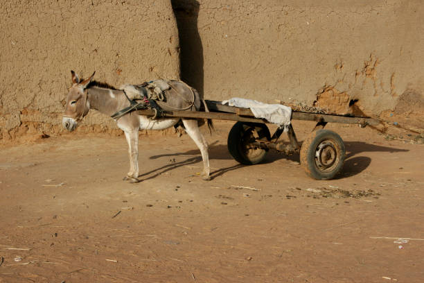 istock A donkey with cart in Mali 1154999540
