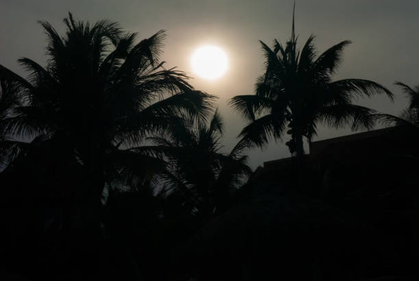 Photo in low light of a sunset between palm trees, on the beach of Tulum, in the Mexican peninsula of Yucatan