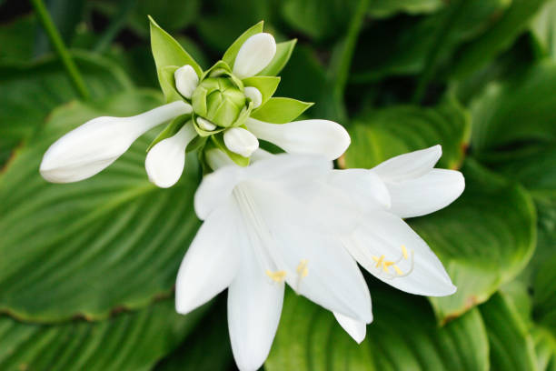 istock Green hosta plantaginea is blooming in a gsrden 1155002070