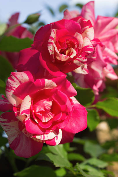 istock Pink rose flower in a garden, close up 1155002704