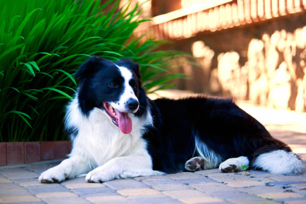 istock Dog breed Border Collie 1155002999