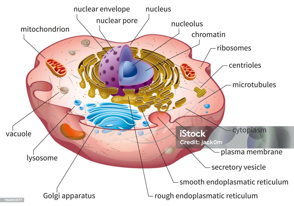 Animal Cell Structure Stock Illustration - Download Image Now - Biological  Cell, Human Cell, Biology - iStock