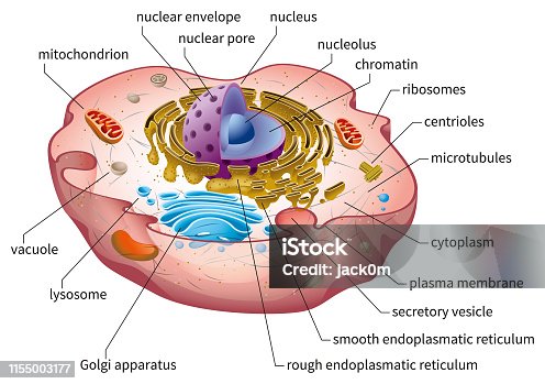 851 Animal Cell Diagram Illustrations & Clip Art - iStock | Plant cell  organelle, Plant cell diagram, Cell membrane