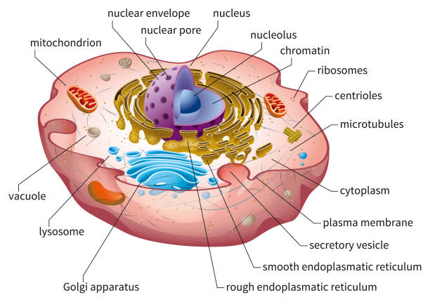 Animal Cell Structure Eukaryotic cell diagram, vector illustration, text on own layer nucleus stock illustrations