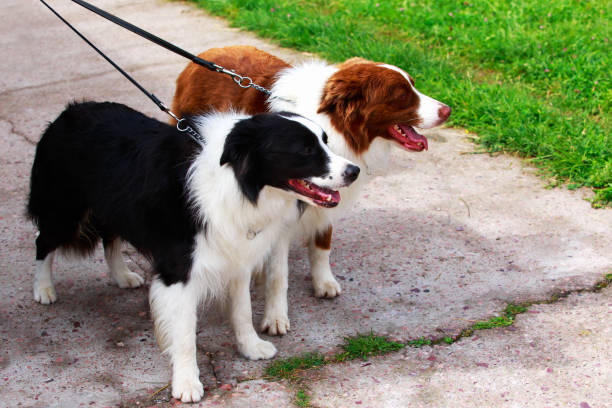 istock Dog breed Border Collie 1155003209