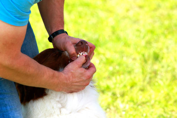 istock Dog breed Border Collie 1155003275