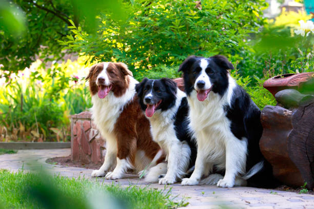 istock Dog breed Border Collie 1155003291