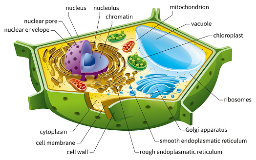 Eukaryotic cell diagram, vector illustration, text on own layer