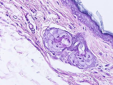 Histologi Jaringan Manusia Foto Stok Biology Diagrams