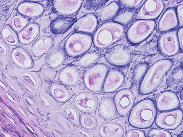 istock histology of human tissue 1155005180