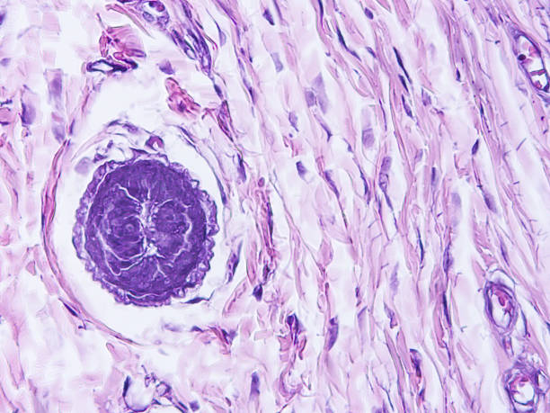 istock histology of human tissue 1155005198