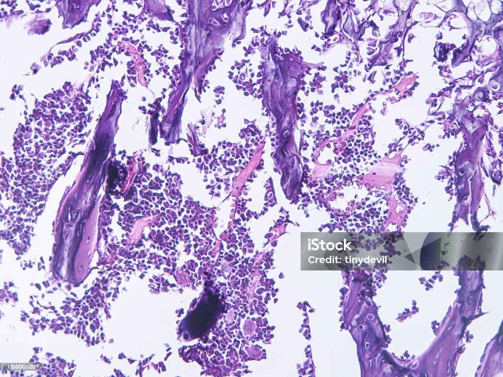 Histologi Jaringan Manusia Foto Stok Biology Diagrams